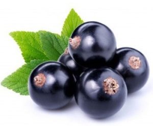 Black Currant