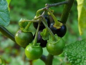 Black nightshade