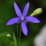 Blue Star flower