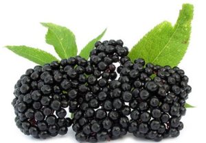 Elderberry