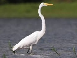 Great Egret bird