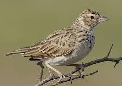 Indian Bush Lark bird