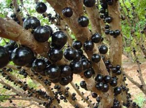 Jabuticaba