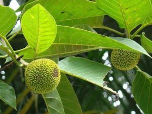 Kadamba Fruit