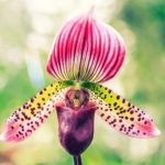 Lady’s slipper orchid flower