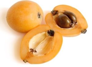 Loquat