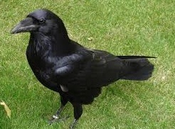 Raven bird