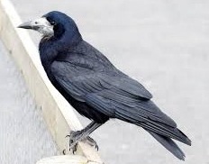 rook bird