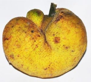 badhal-fruit