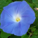 blue Morning glory flower