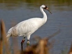 crane bird