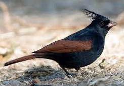 crested bunting bird