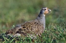 grey partridge bird