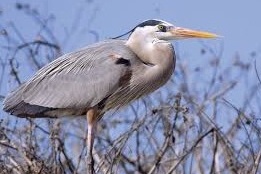 heron bird