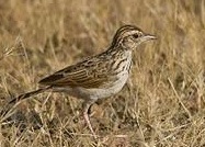 indian bush lark bird