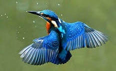 kingfisher bird