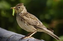 lark bird