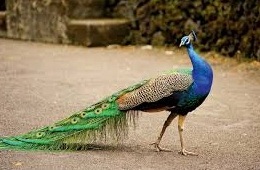 peacock bird