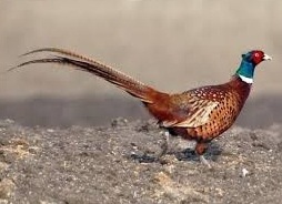 pheasant bird