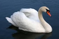 swan bird