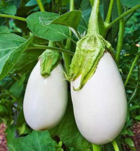 white eggplant